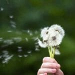 dandelion