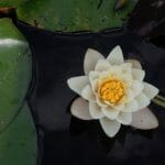 lotus flower