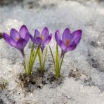 Crocuses growing through snow
