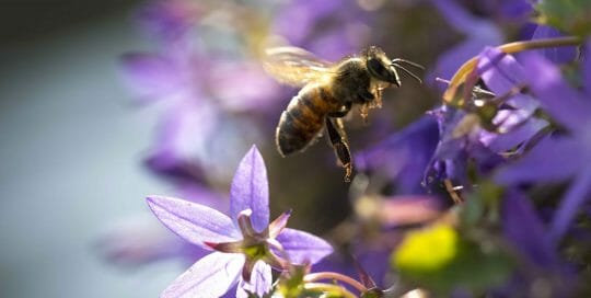 Closeup of a western honey bee or European honey bee (Apis mellifera) feeding nectar of purple bellflower Campanula flowers