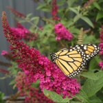 Butterfly bush