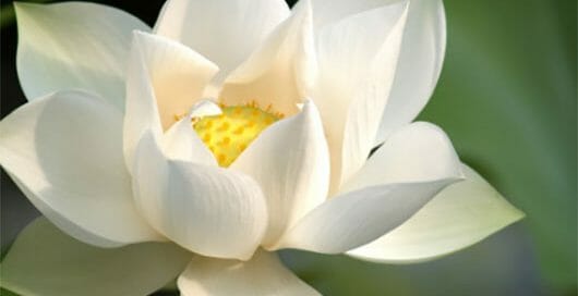 A Language of Hope: Fundamentals of Solution-Focused Brief Therapy for Multi-stressed Youth and Families