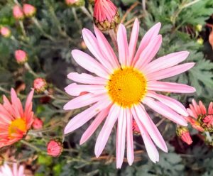 Daisy flower