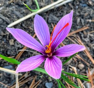 Saffron pic