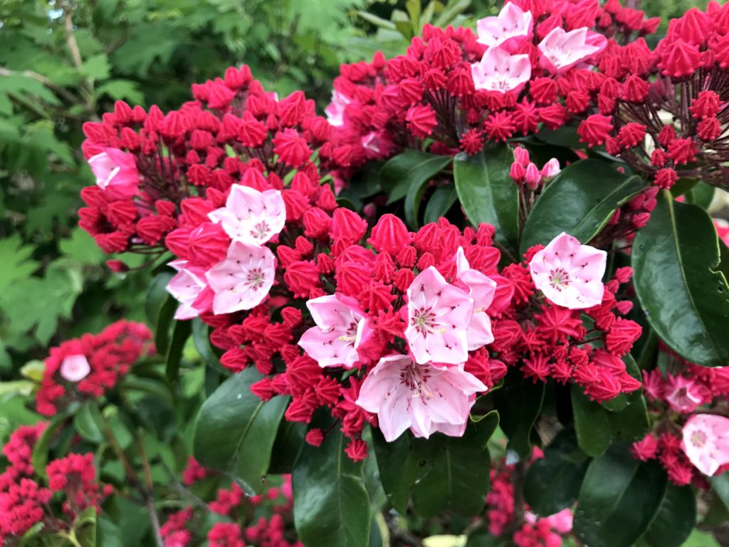 Pink Mountain Laurel Flowers