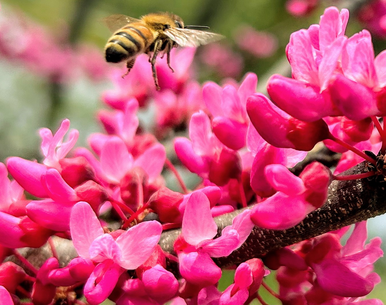 honey bee in flight above redbud