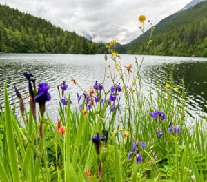 photo of a green valley with a pond in the middle and yellow and purple flowers