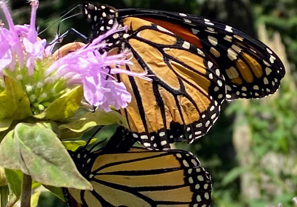 Introduction to Clinical Practice SFBT